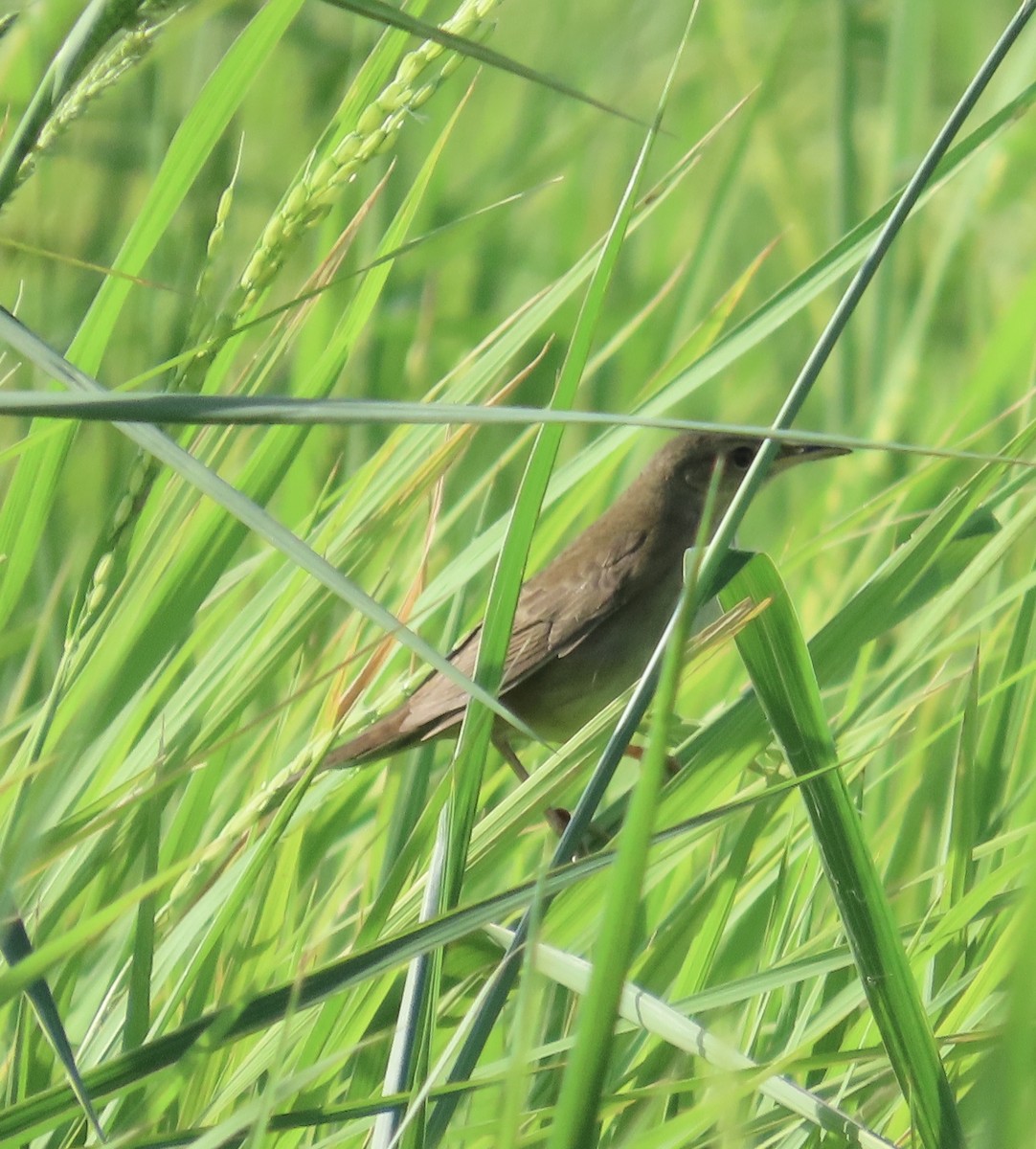 Middendorff's Grasshopper Warbler - ML642517853