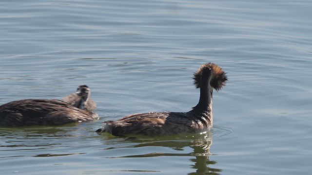 Great Crested Grebe - ML642517867
