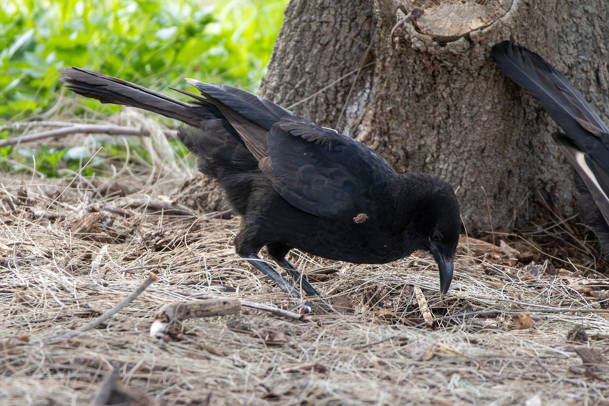 White-winged Chough - ML642517868