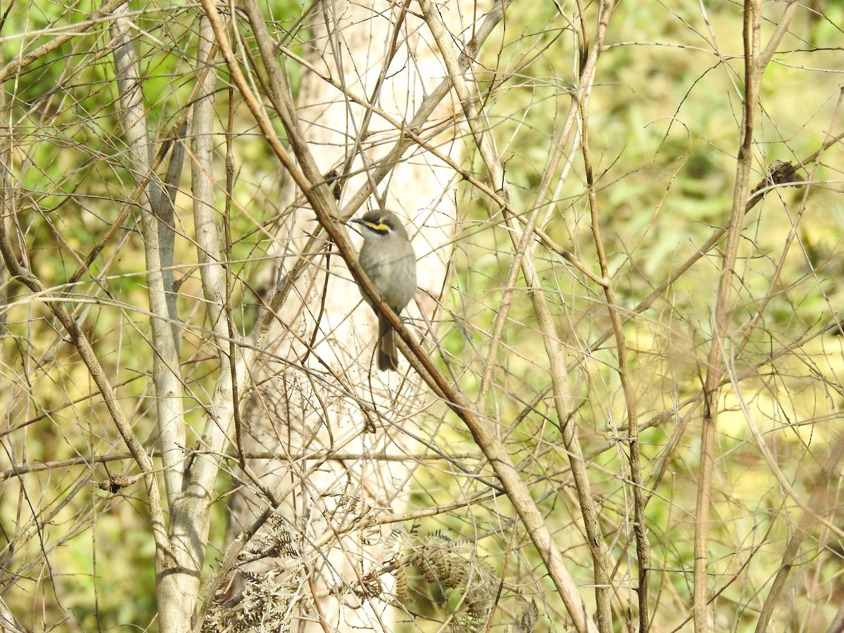 Yellow-faced Honeyeater - ML642517871