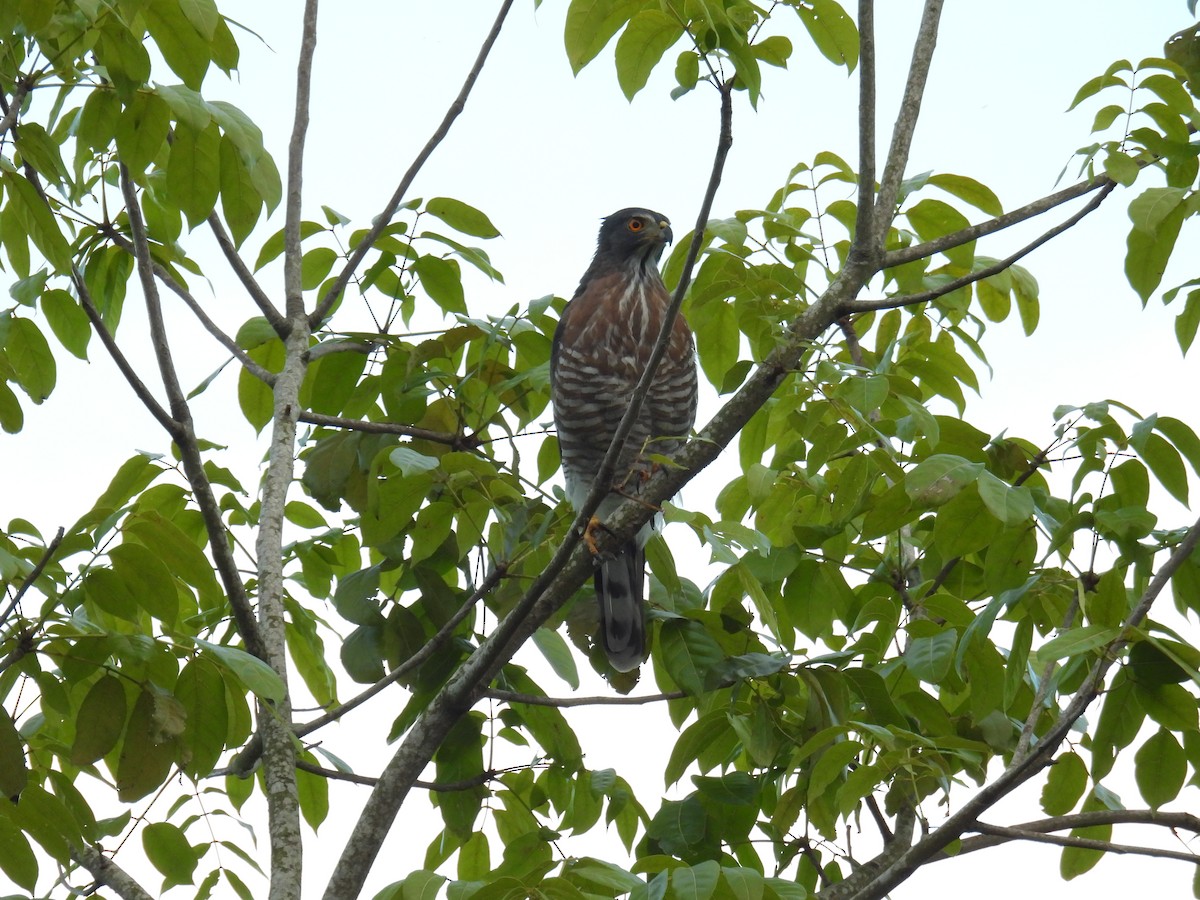 Crested Goshawk - ML642517874