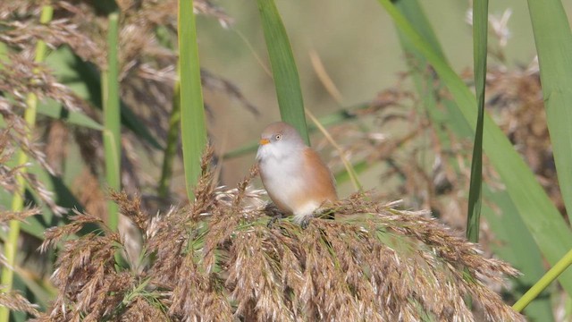 Bearded Reedling - ML642517907