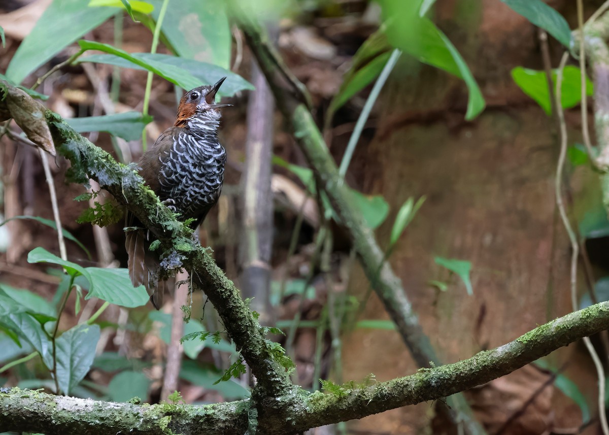 Marbled Wren-Babbler - ML642517926
