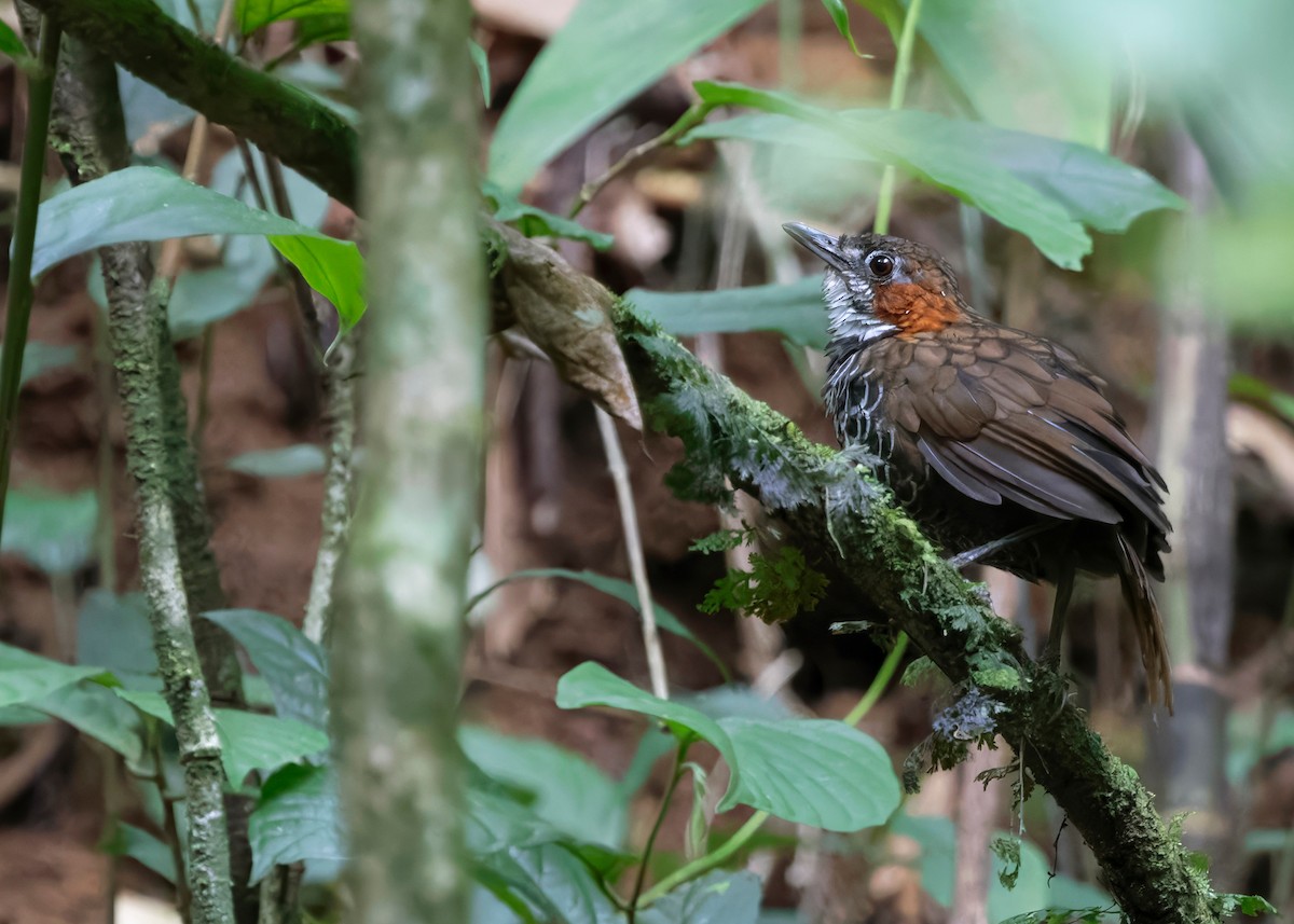 Marbled Wren-Babbler - ML642517927