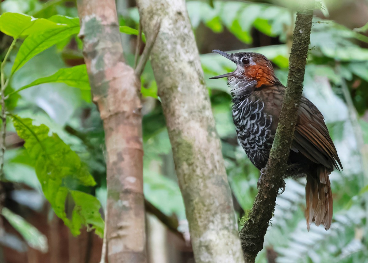 Marbled Wren-Babbler - ML642517928