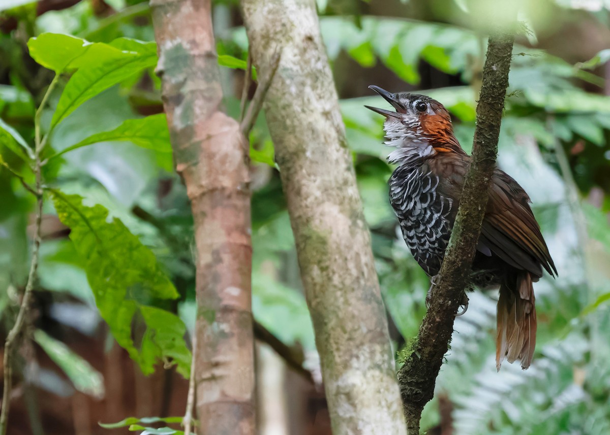 Marbled Wren-Babbler - ML642517929
