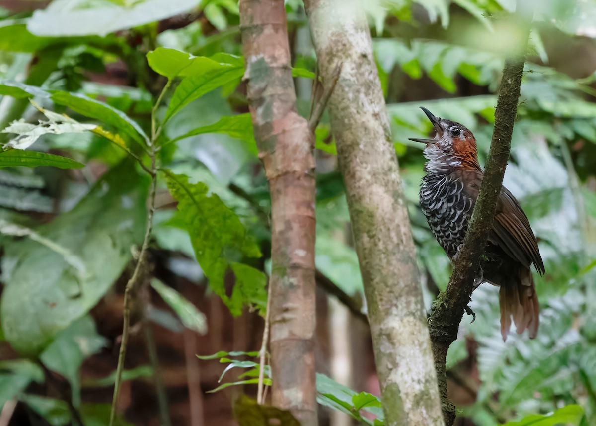 Marbled Wren-Babbler - ML642517931