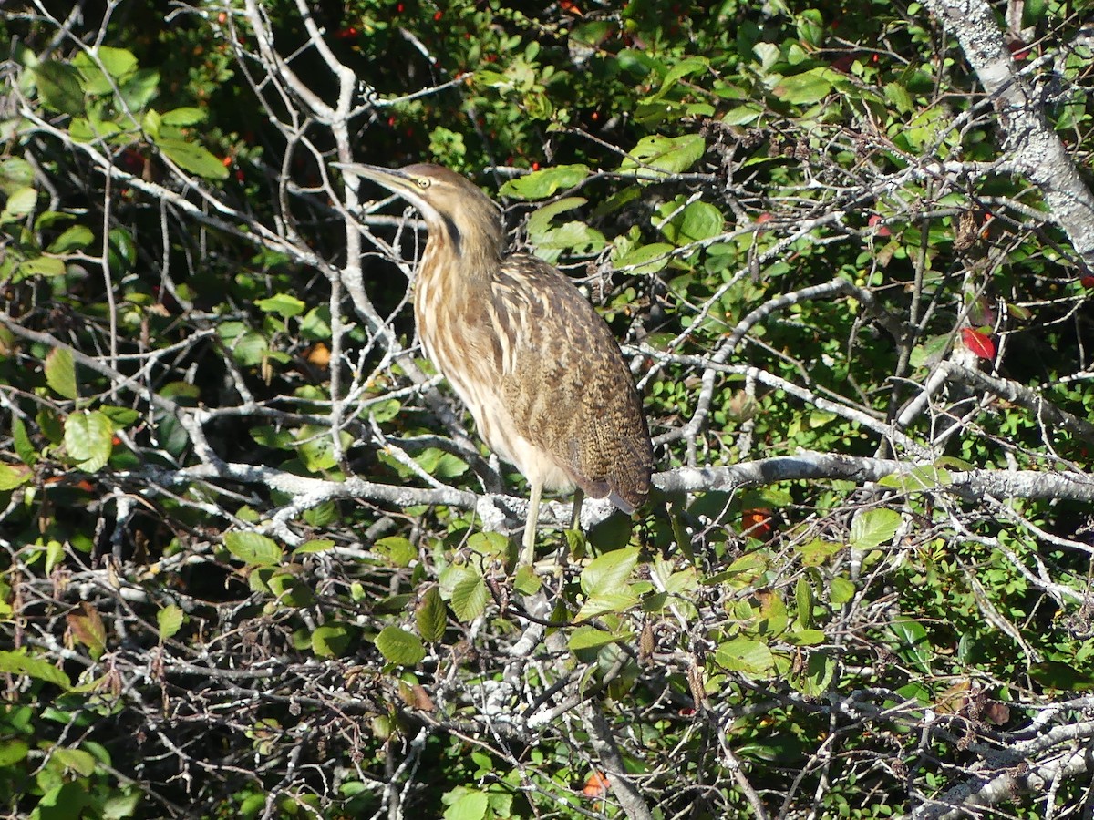 American Bittern - ML642517932