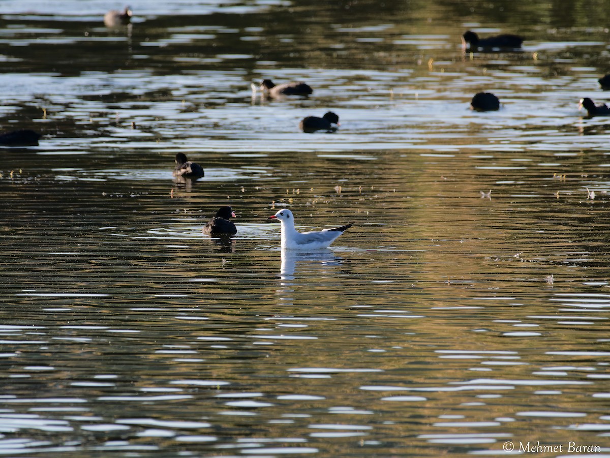 Black-headed Gull - ML642517952
