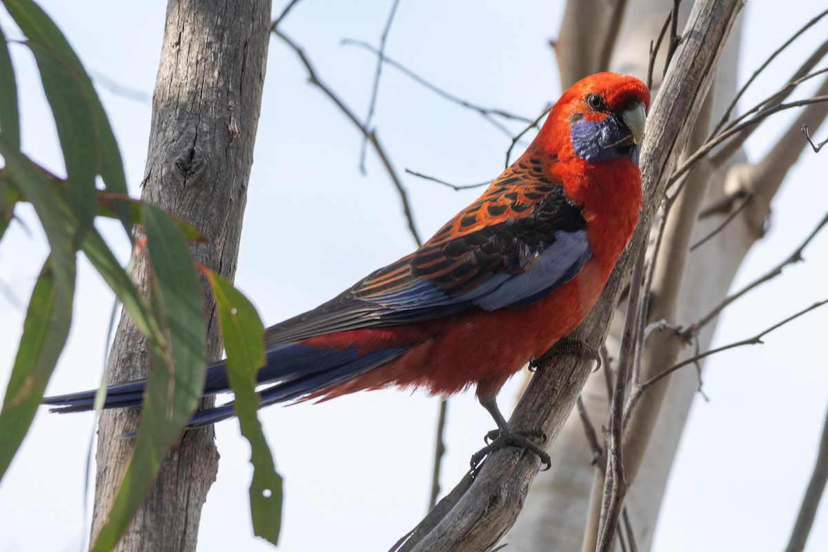 Crimson Rosella (Crimson) - ML642517985