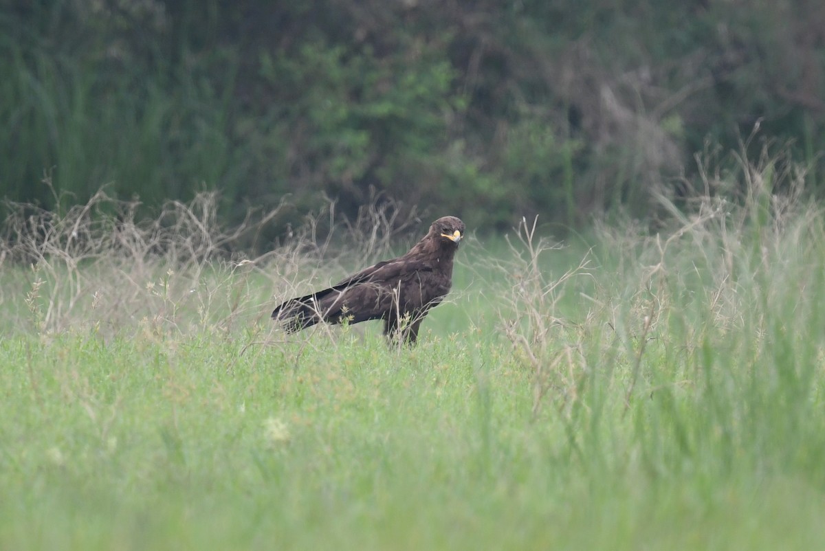 Indian Spotted Eagle - ML642517986