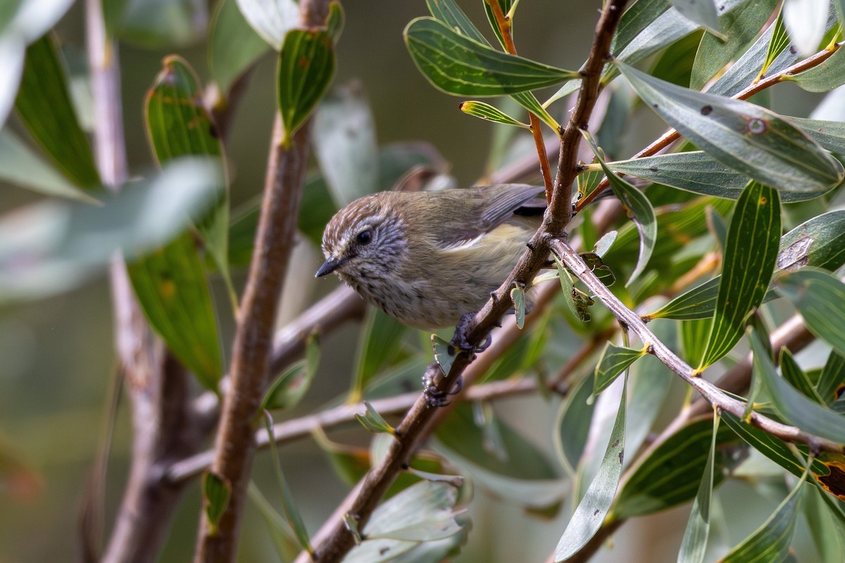 Striated Thornbill - ML642517987
