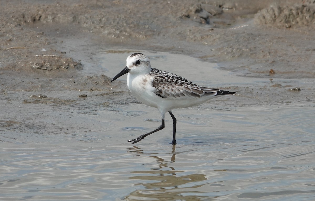 Sanderling - ML642517988