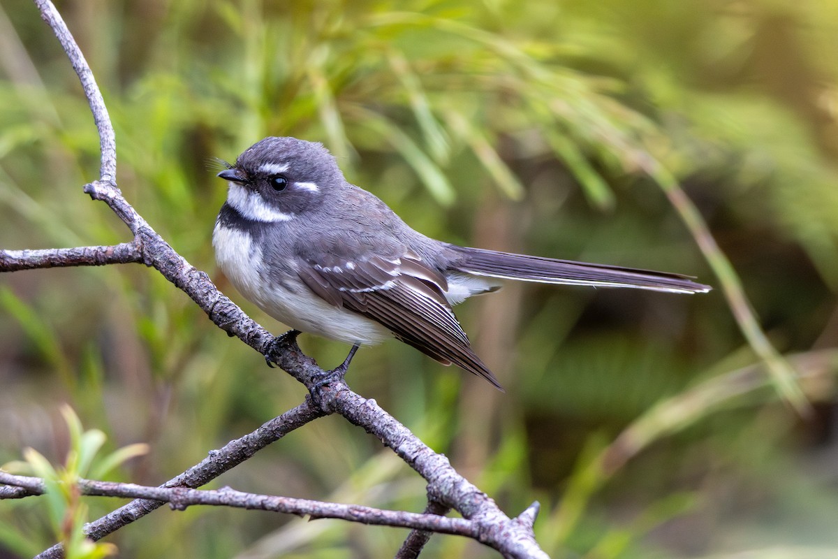 Gray Fantail - ML642517989