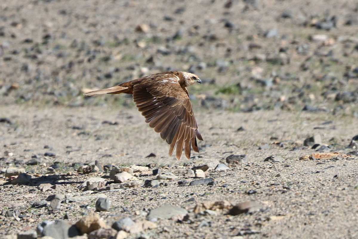 Western Marsh Harrier - ML642517992