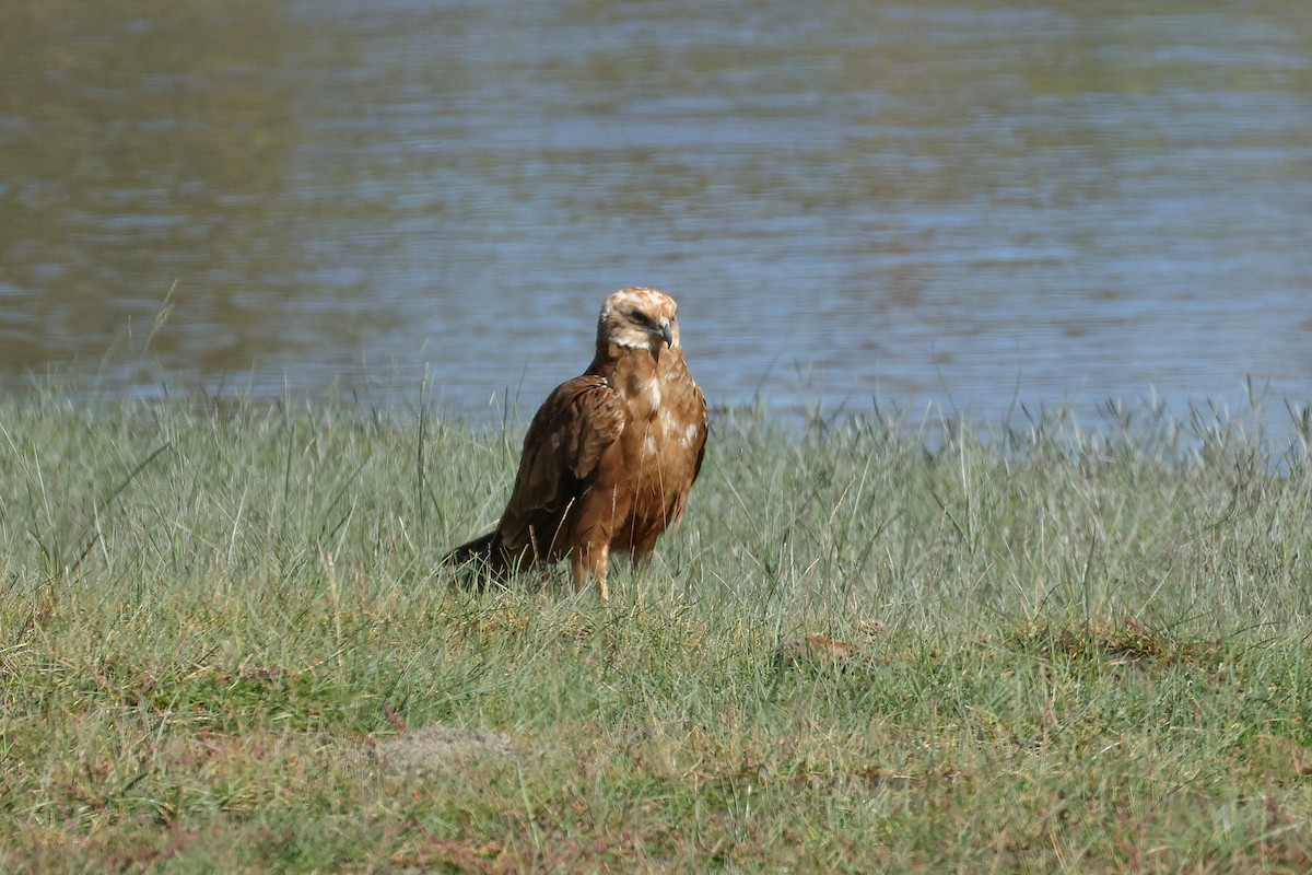 Western Marsh Harrier - ML642517993