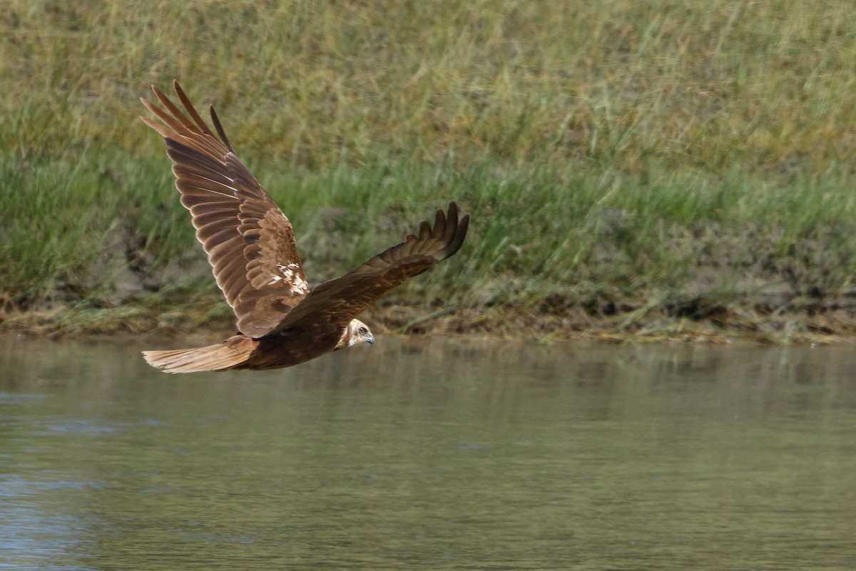 Western Marsh Harrier - ML642517994