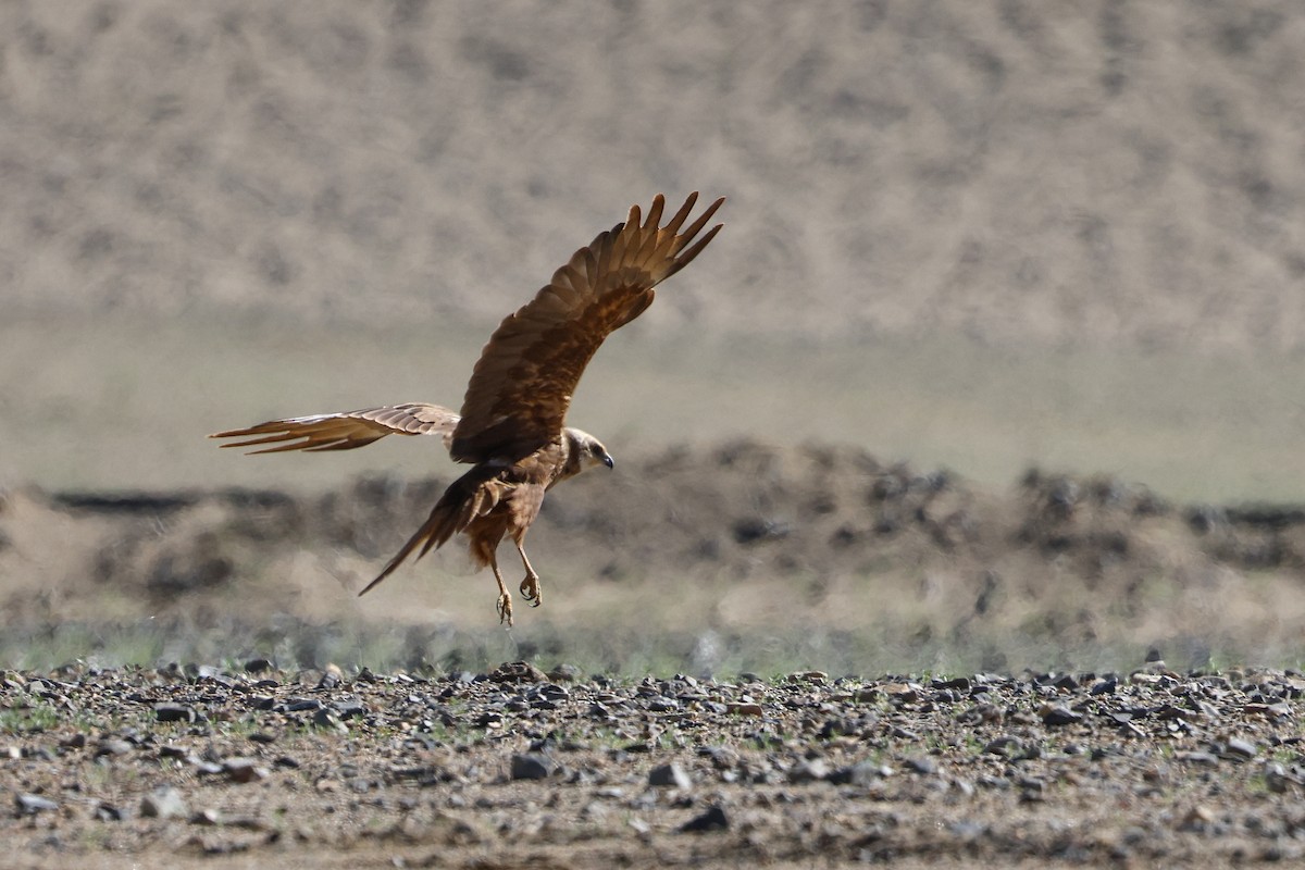 Western Marsh Harrier - ML642517995