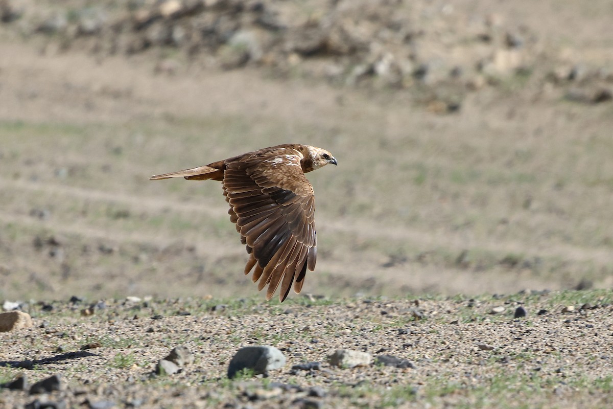 Western Marsh Harrier - ML642517996