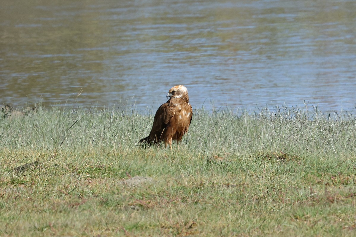 Western Marsh Harrier - ML642517997