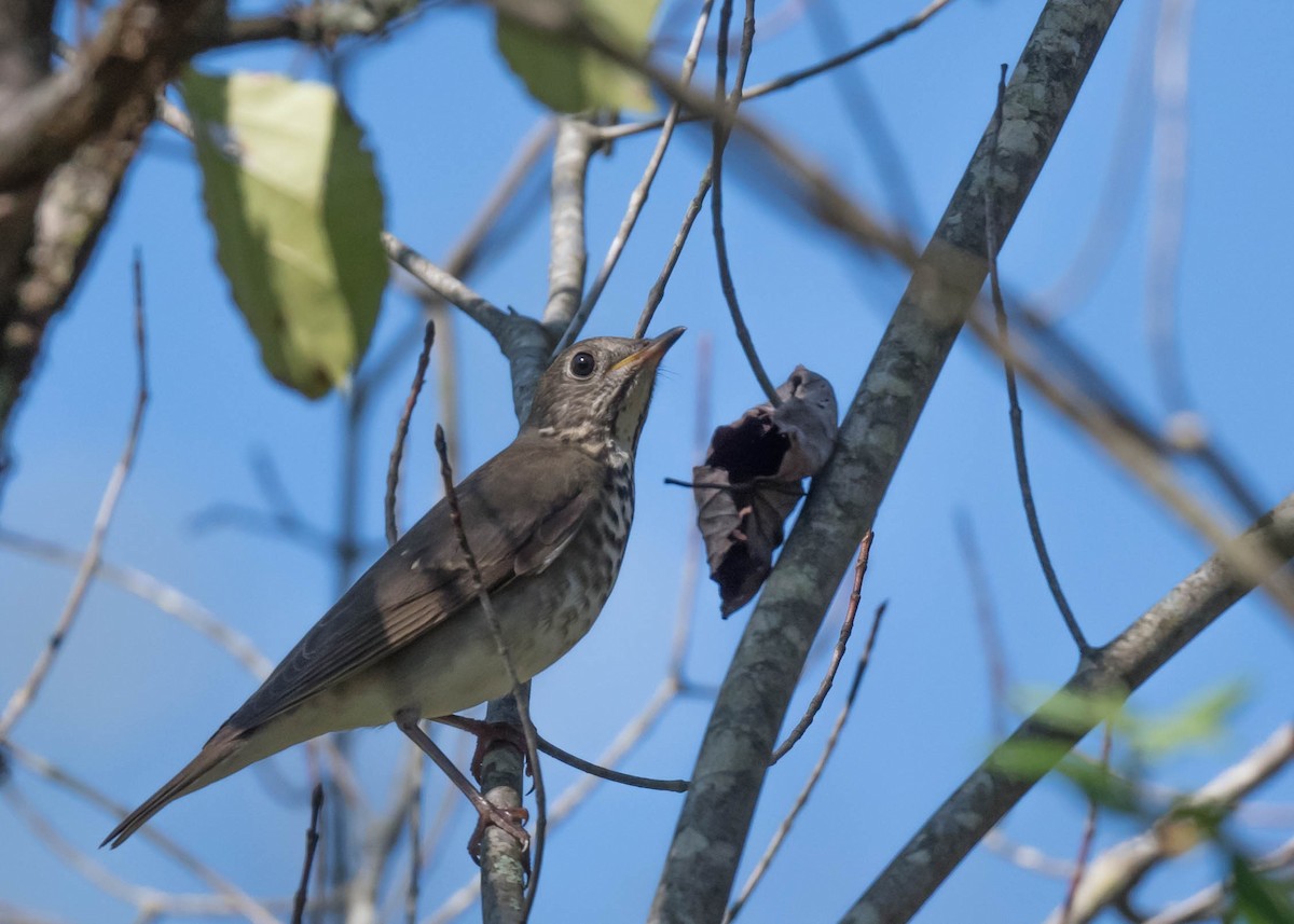 Gray-cheeked Thrush - ML642517998