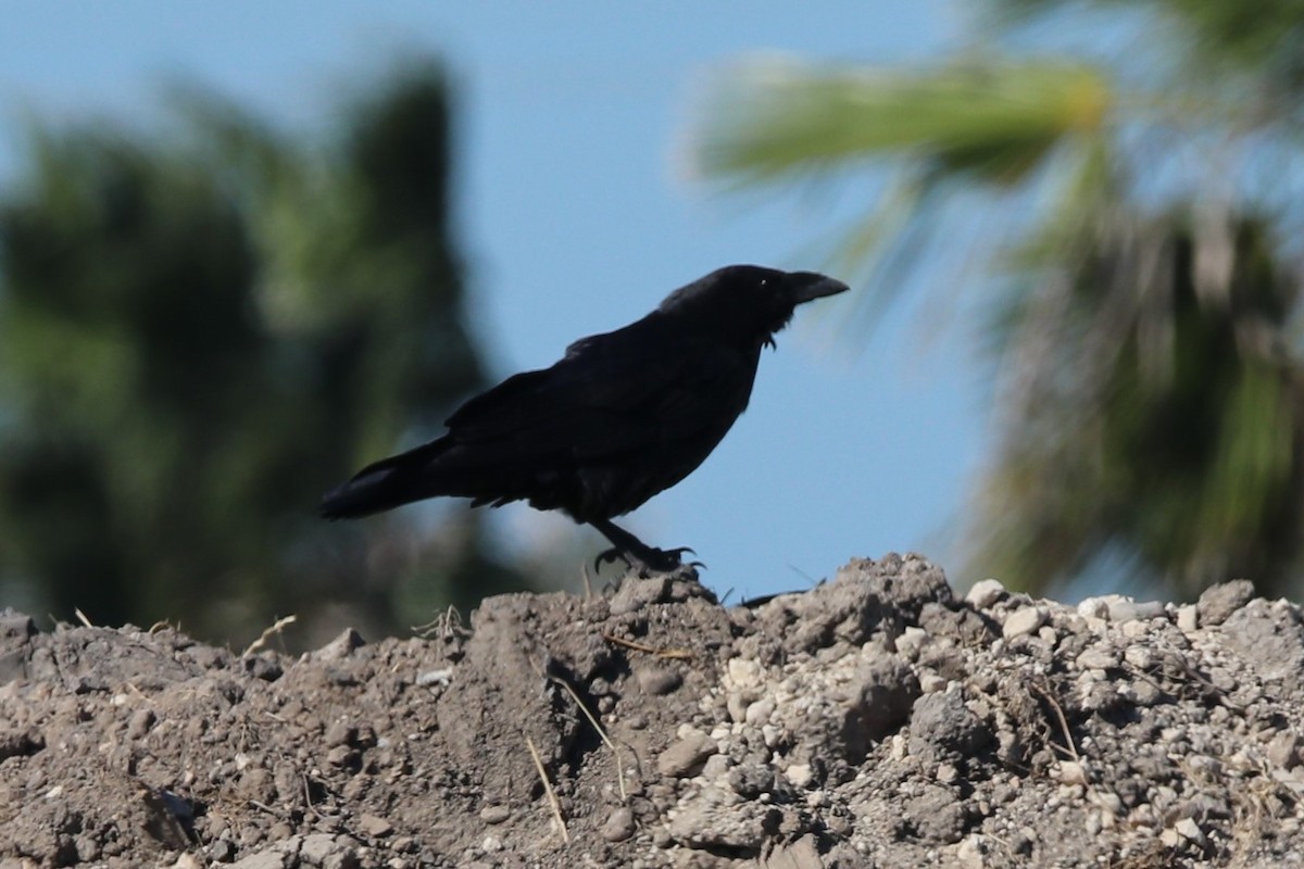 Chihuahuan Raven - ML642517999
