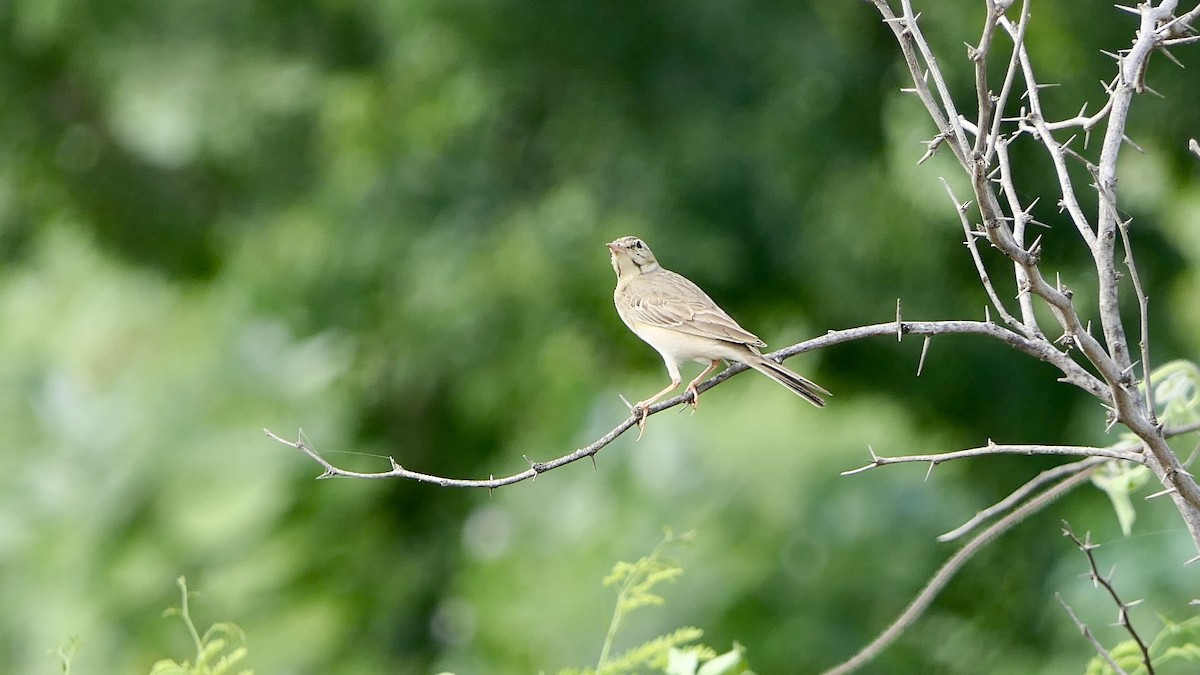 Tawny Pipit - ML642518001
