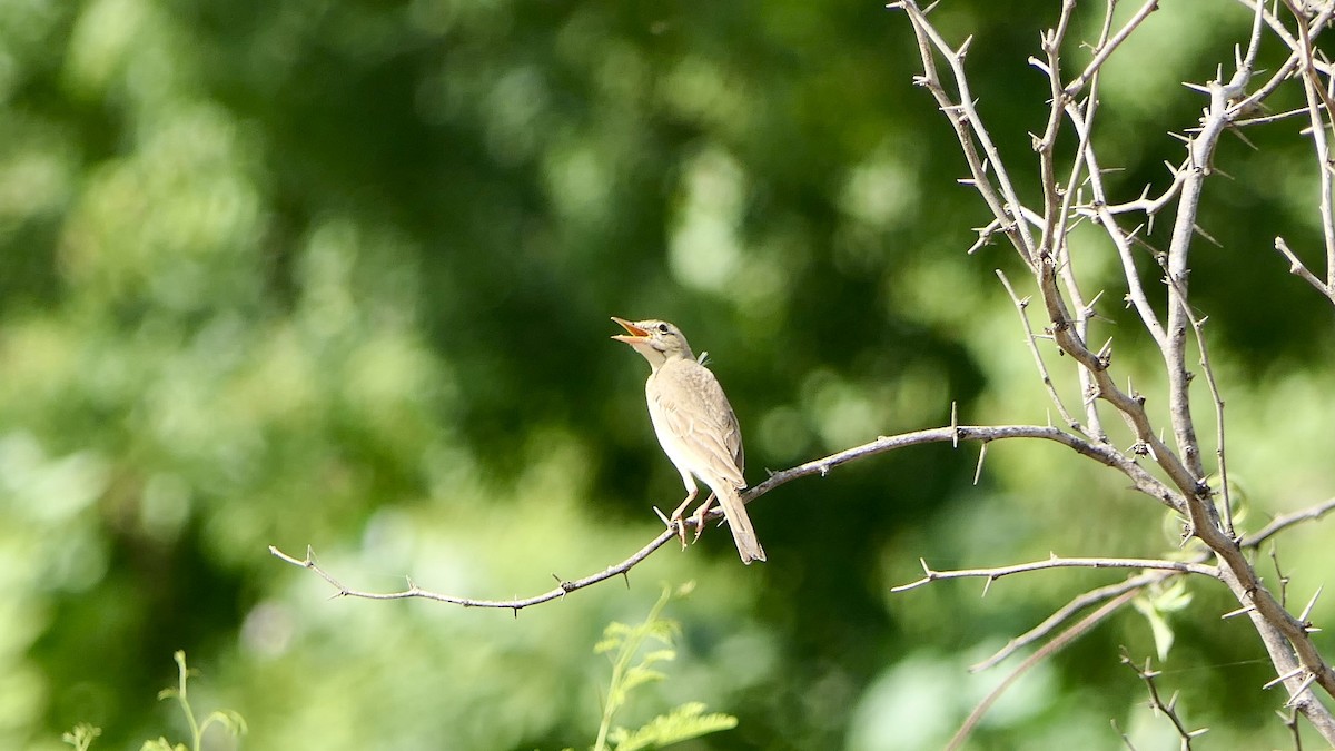 Tawny Pipit - ML642518002