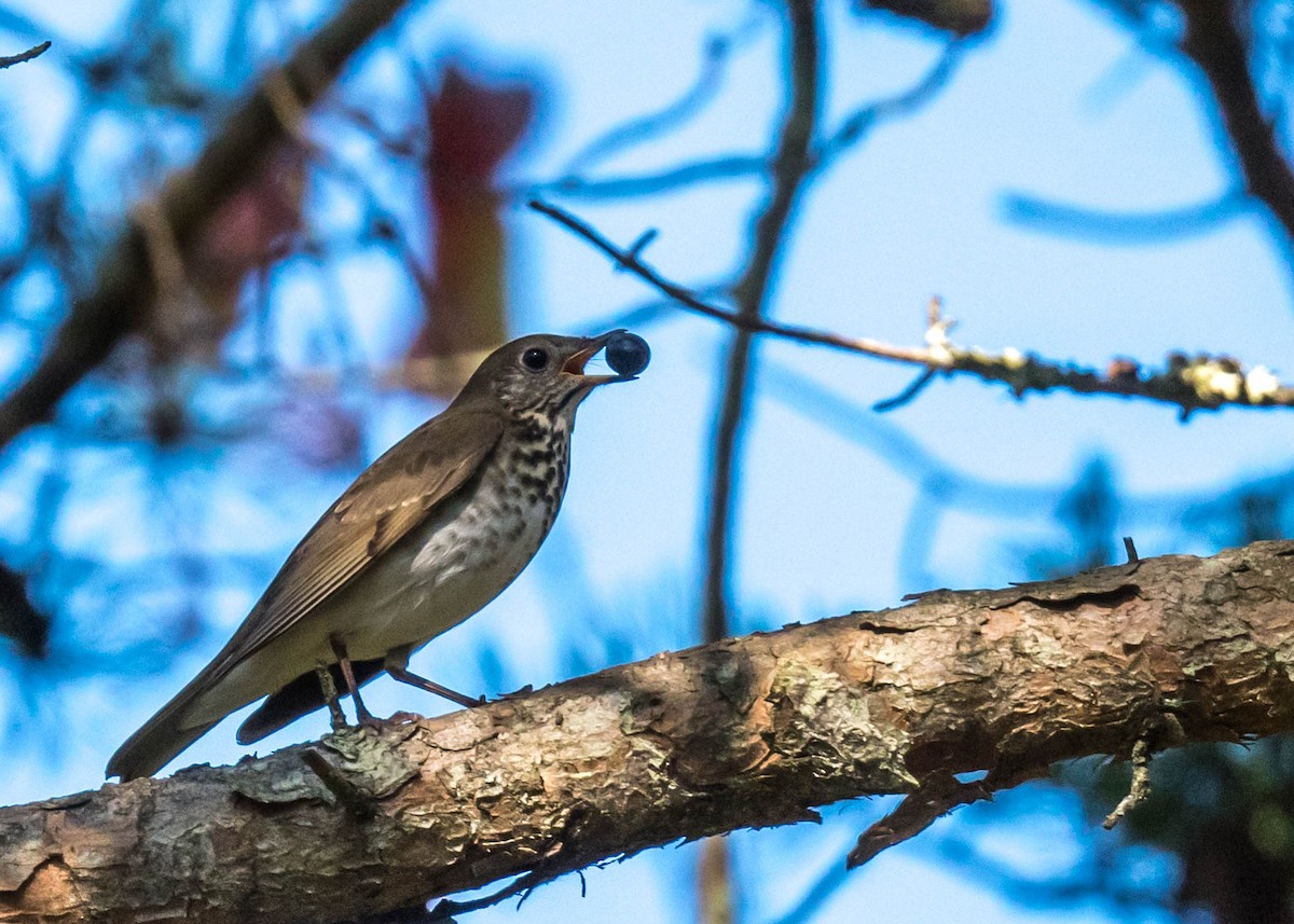 Gray-cheeked Thrush - ML642518003
