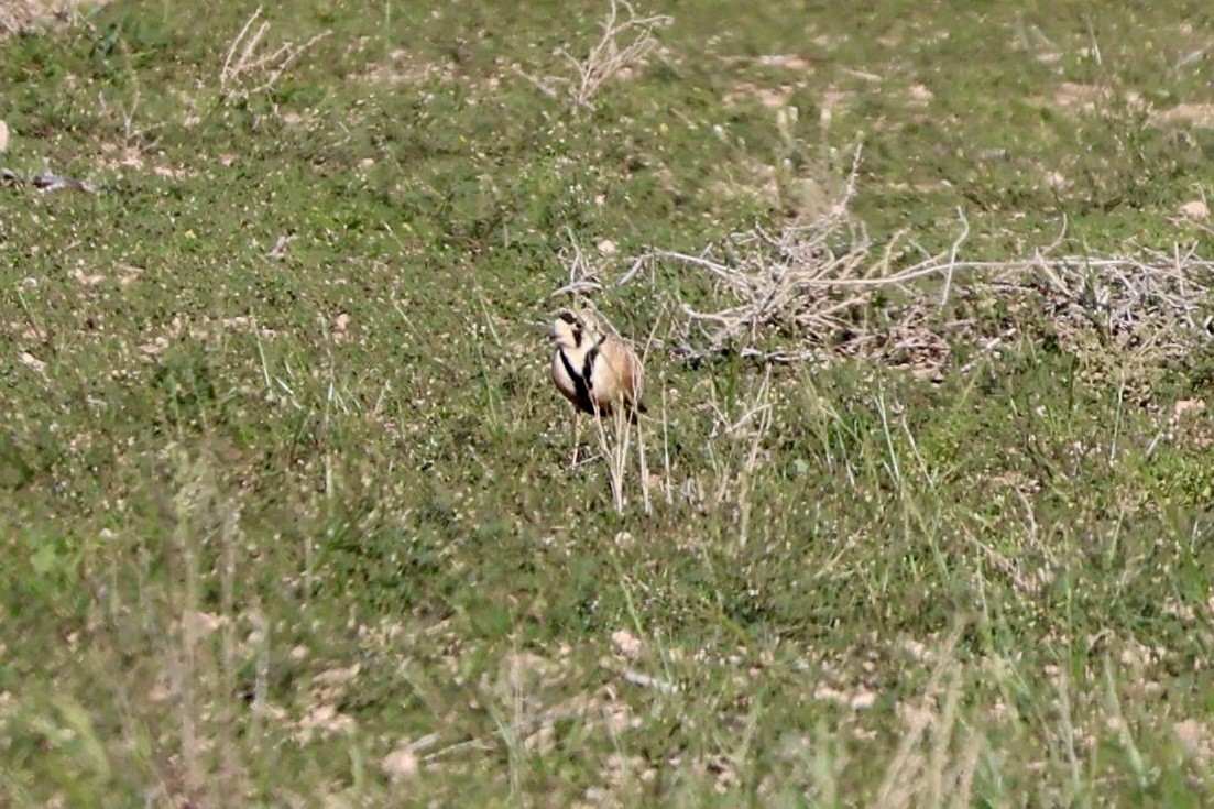 Inland Dotterel - ML642518006