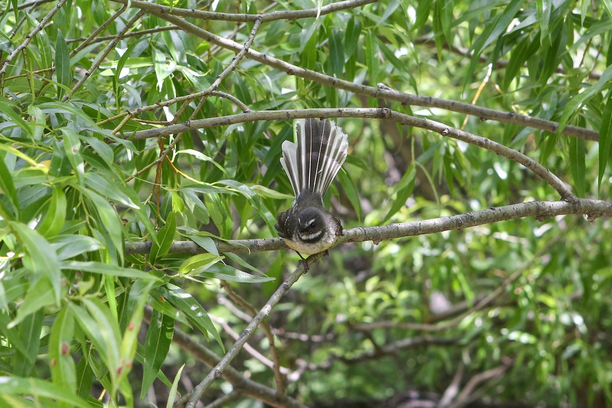 New Zealand Fantail - ML642518008