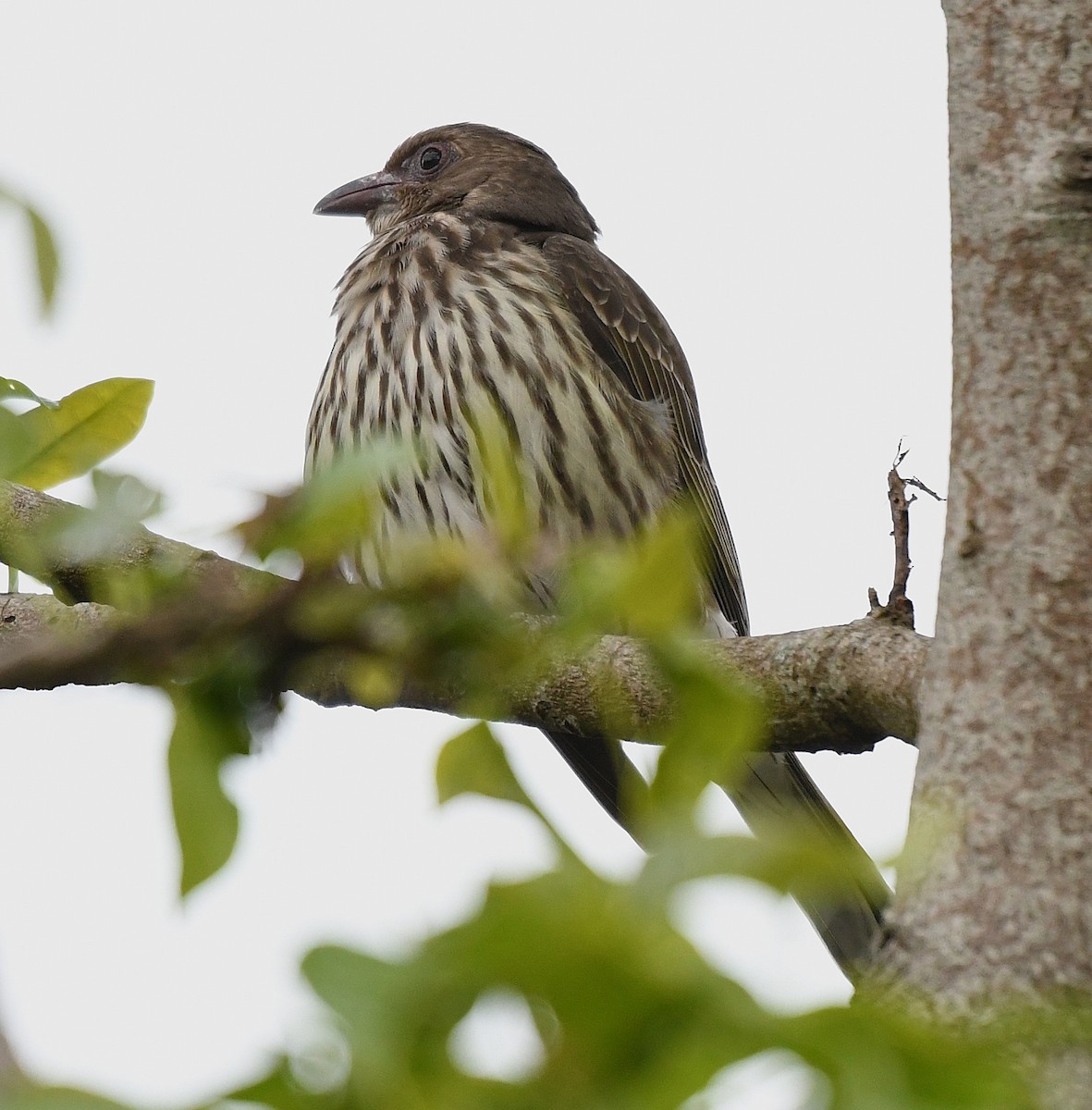 Australasian Figbird - ML642518013