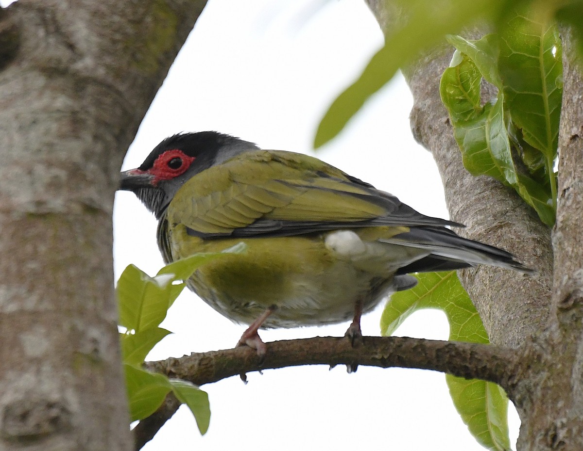 Australasian Figbird - ML642518014