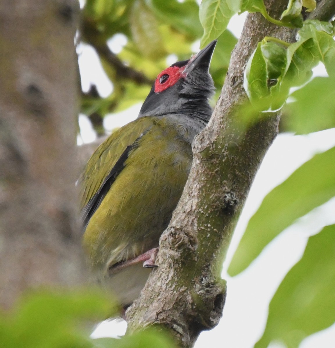 Australasian Figbird - ML642518015