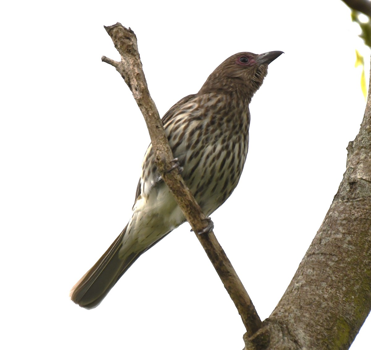Australasian Figbird - ML642518016