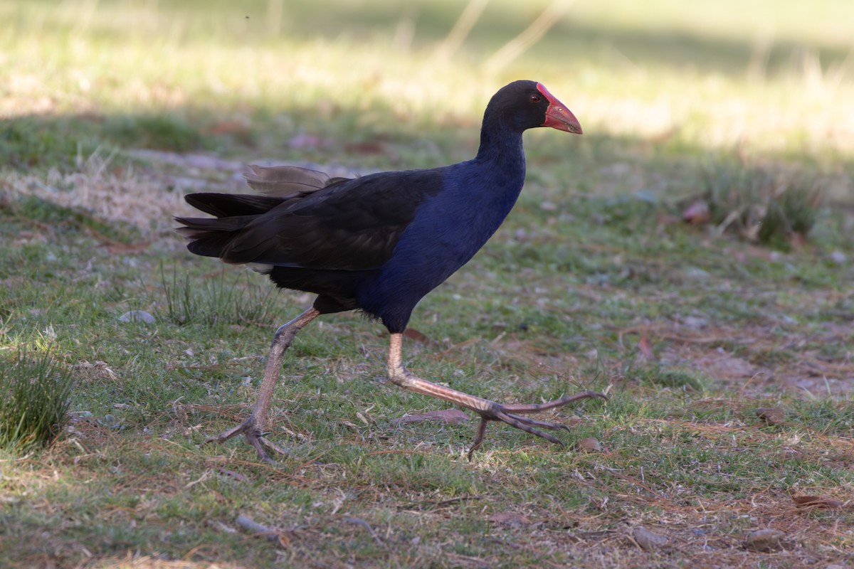 Australasian Swamphen - ML642518021
