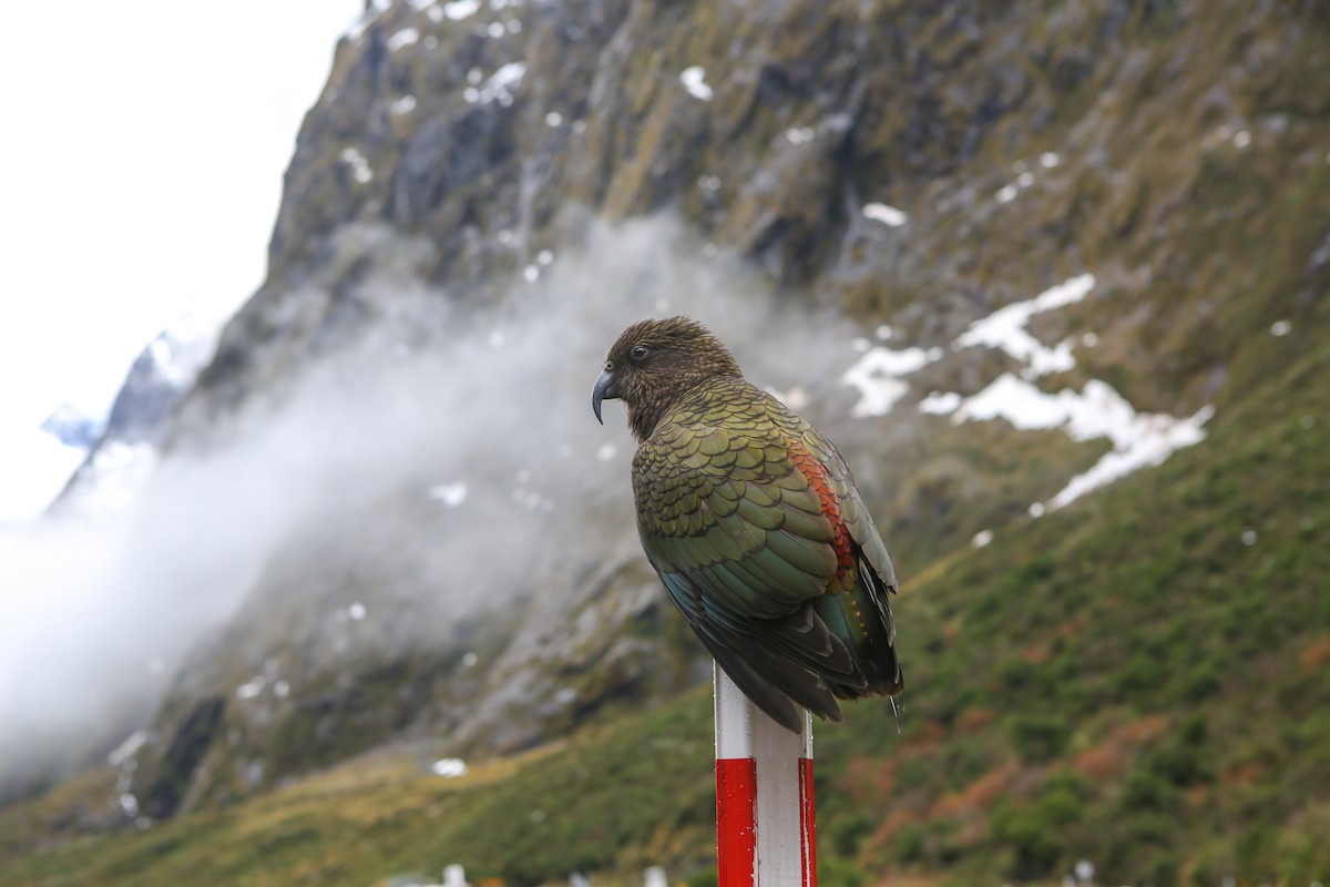 Kea - ML642518022