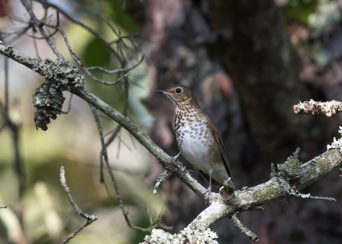 Swainson's Thrush - ML642518023