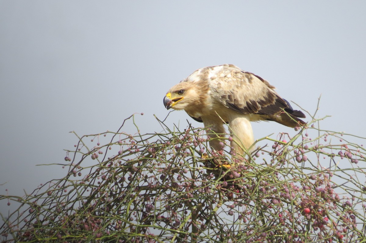 Tawny Eagle - ML642518029