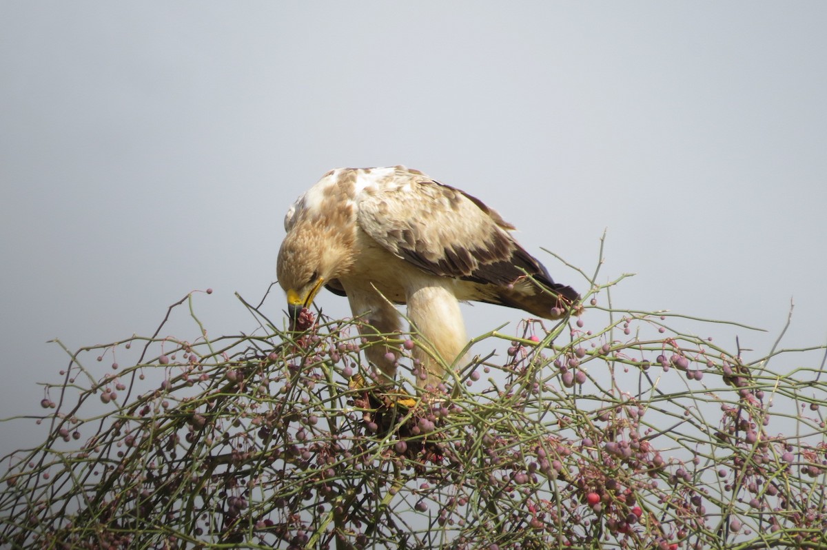 Tawny Eagle - ML642518030