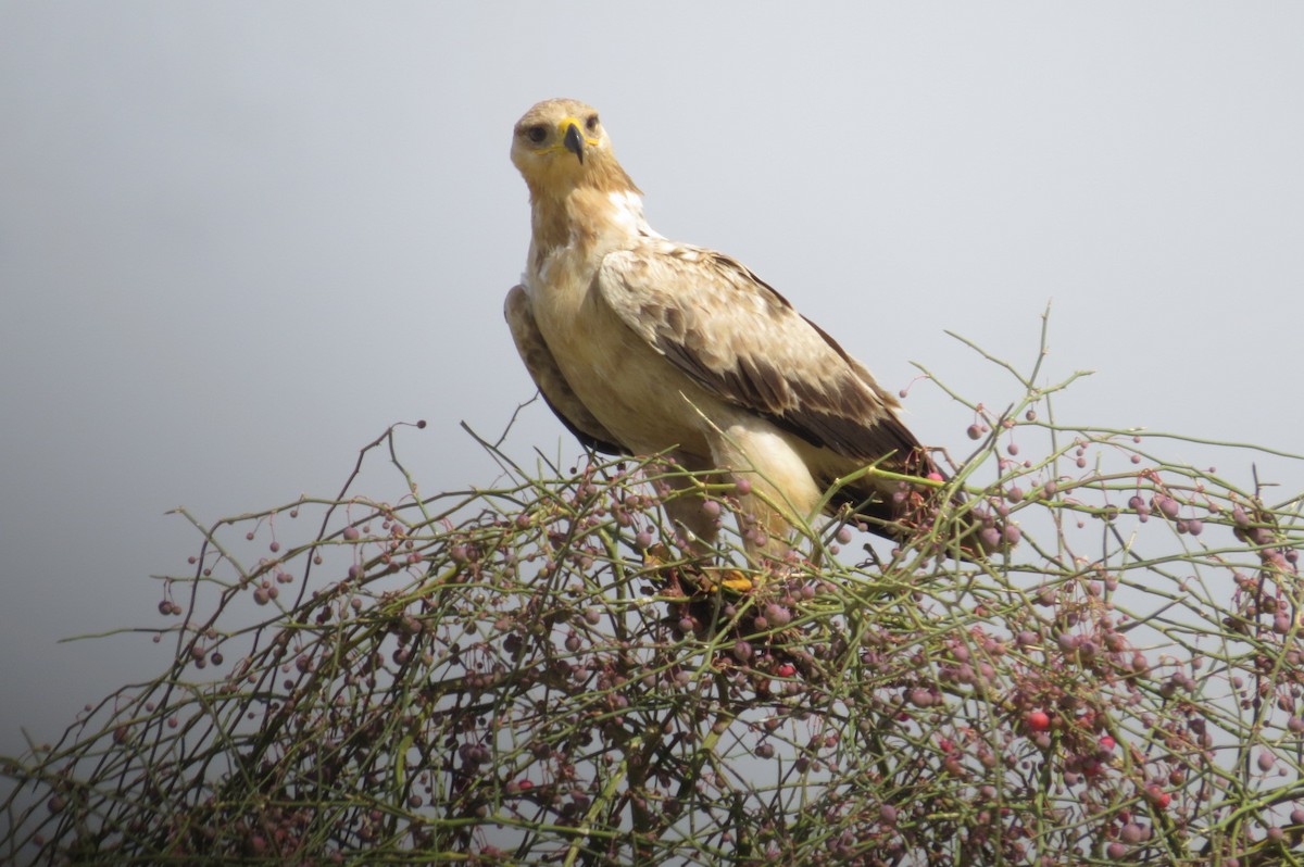 Tawny Eagle - ML642518031