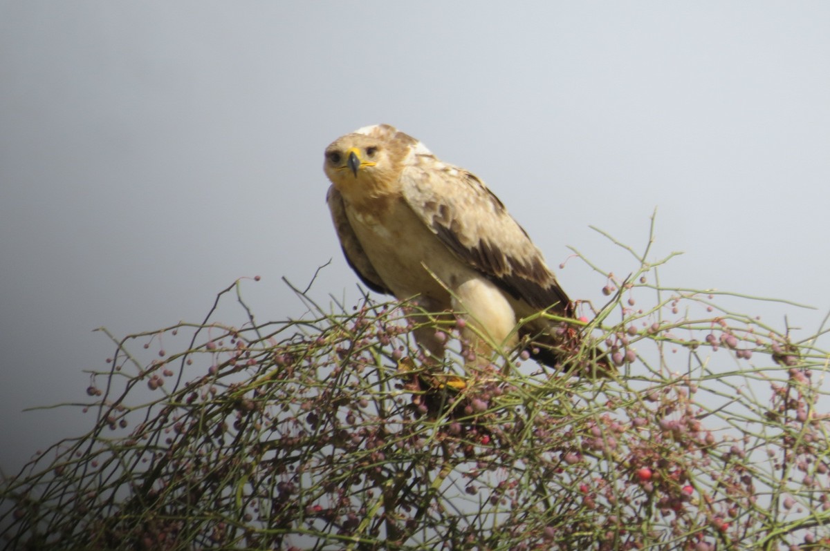 Tawny Eagle - ML642518032