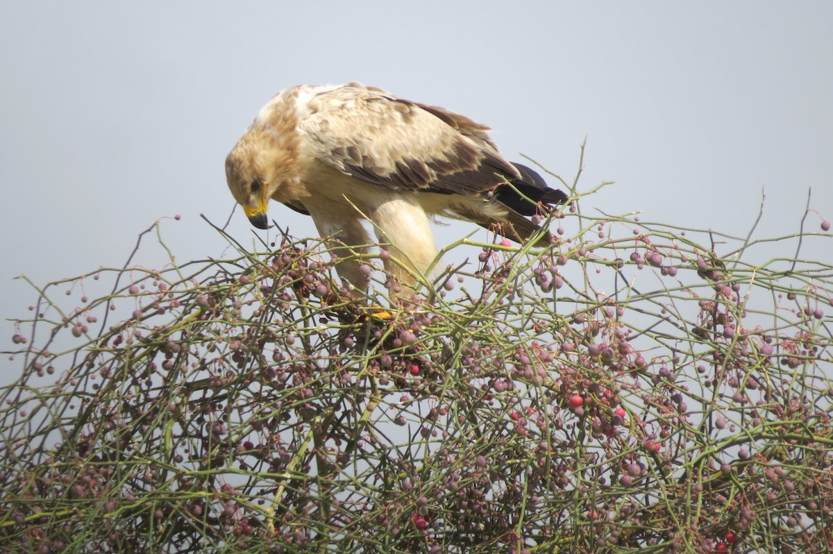 Tawny Eagle - ML642518033