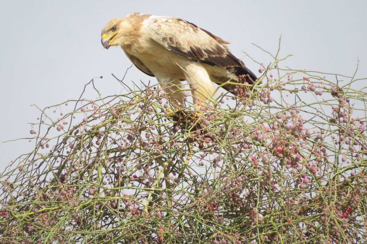 Tawny Eagle - ML642518034
