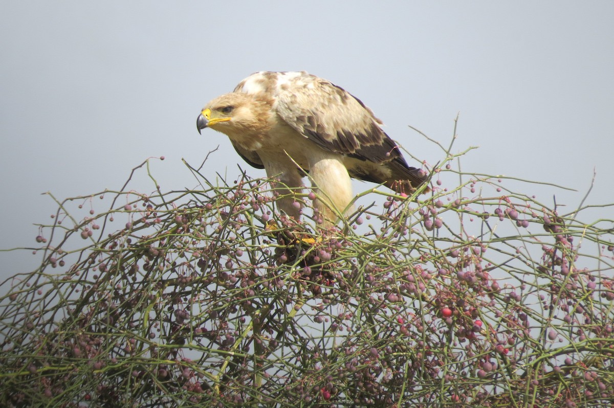 Tawny Eagle - ML642518035