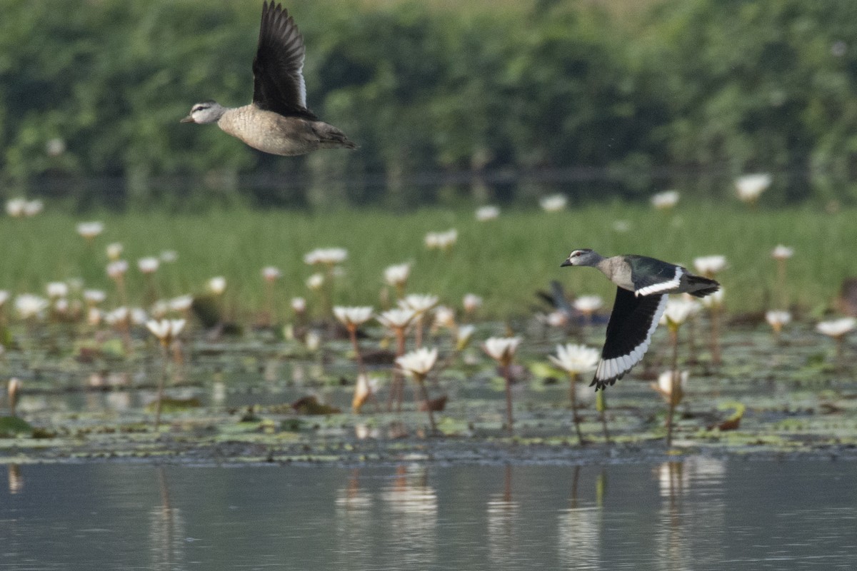 Cotton Pygmy-Goose - ML642518036