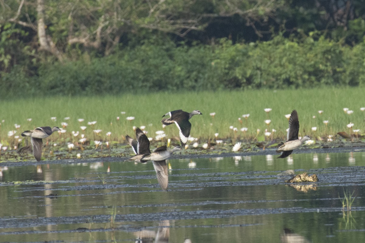 Cotton Pygmy-Goose - ML642518037