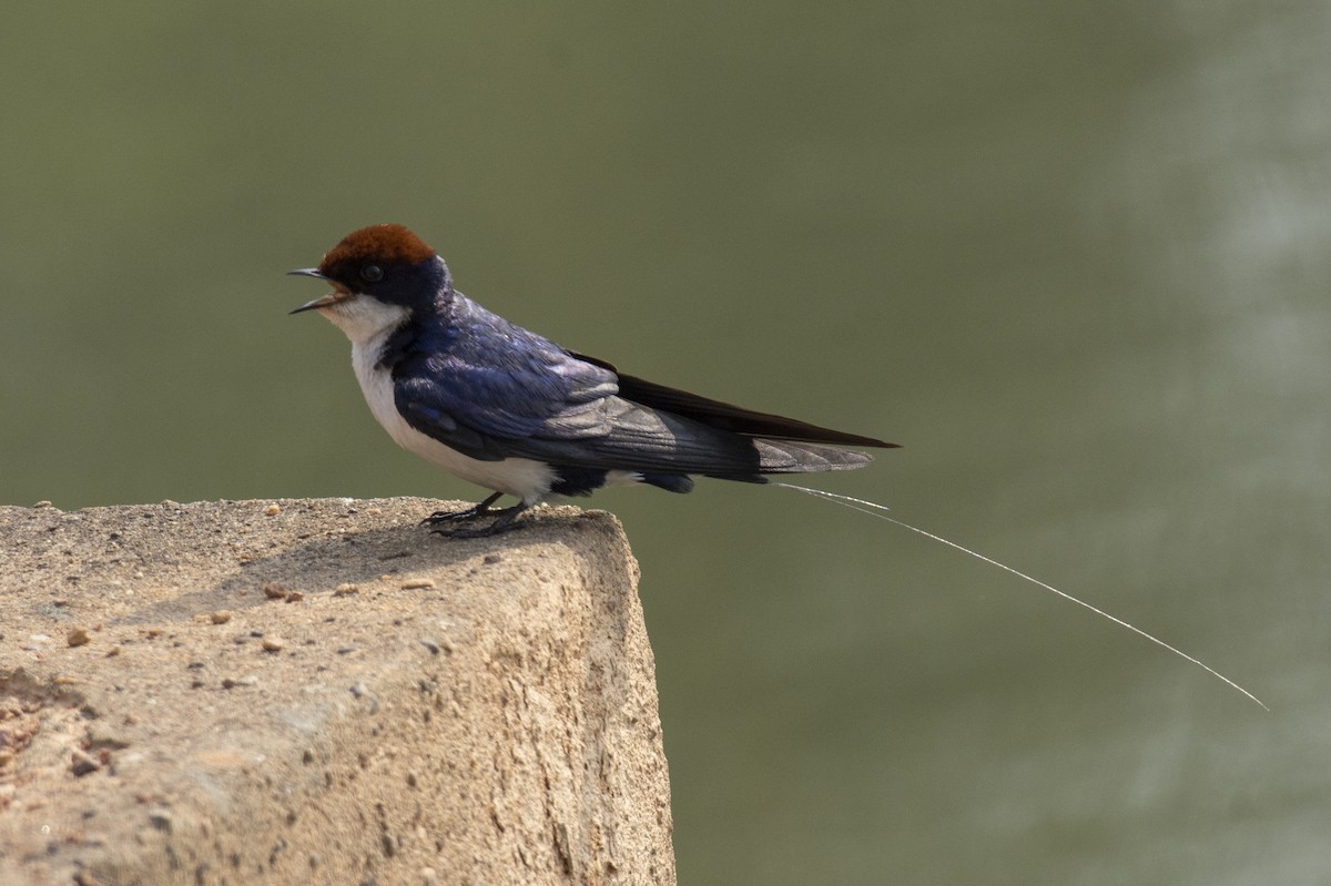 Wire-tailed Swallow - ML642518088