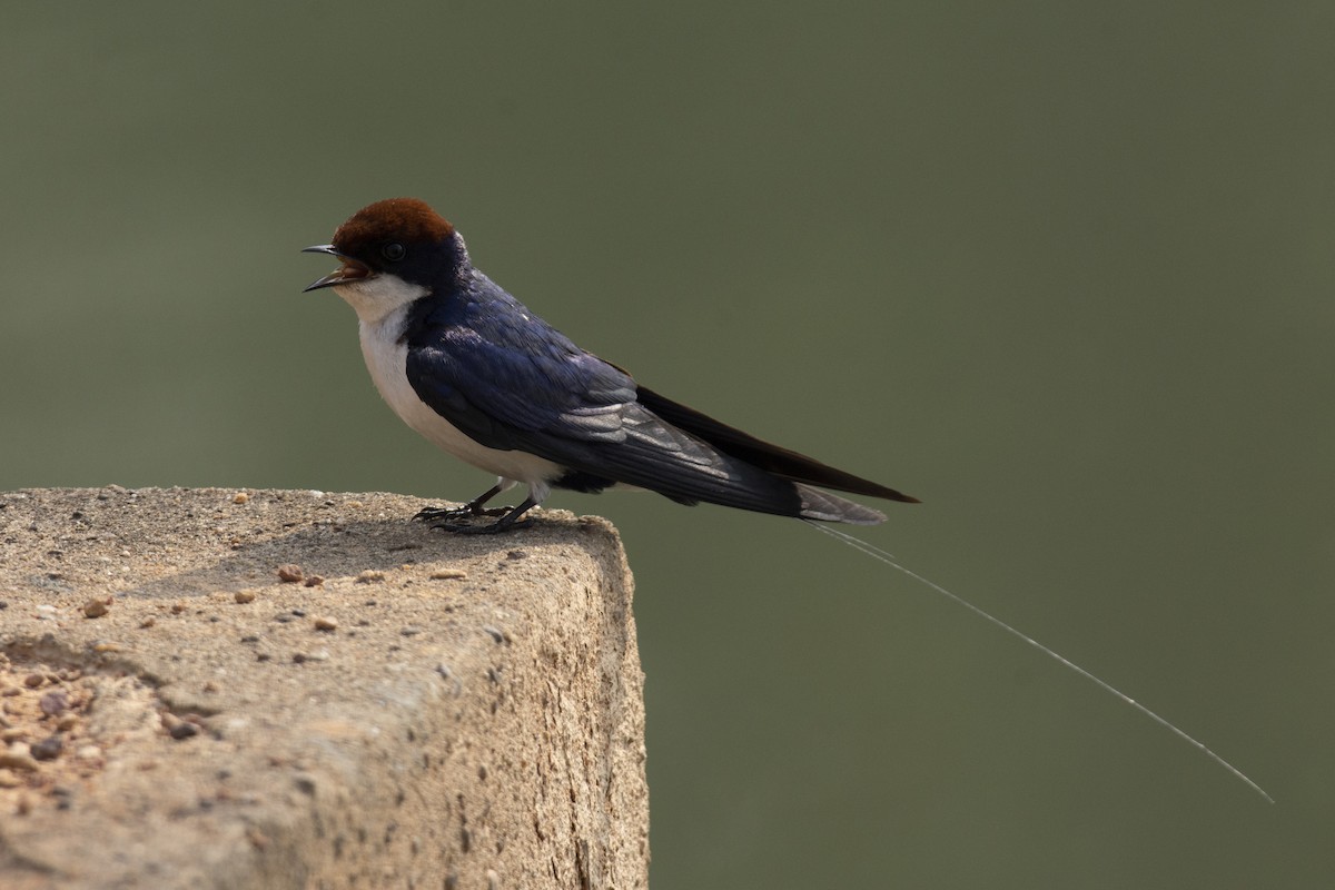 Wire-tailed Swallow - ML642518091