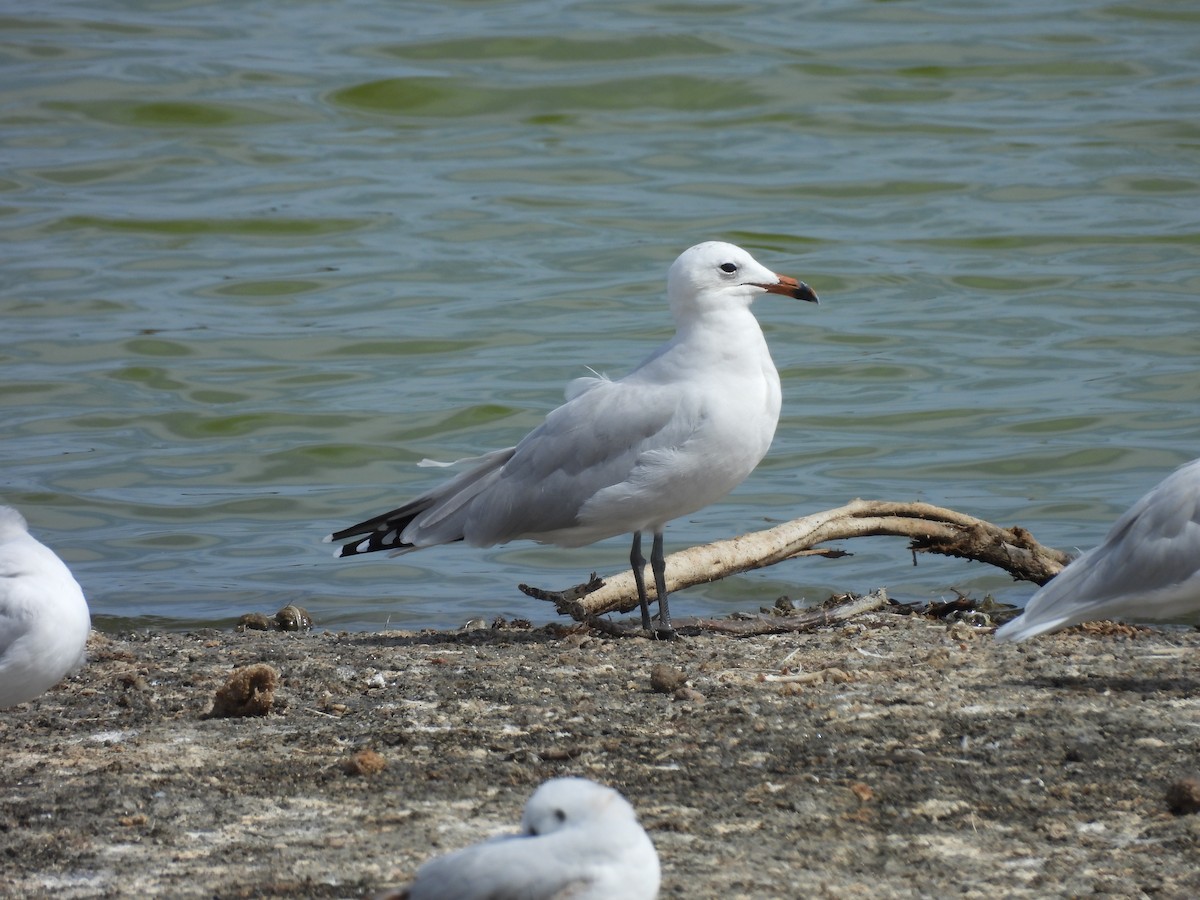Audouin's Gull - ML642518111
